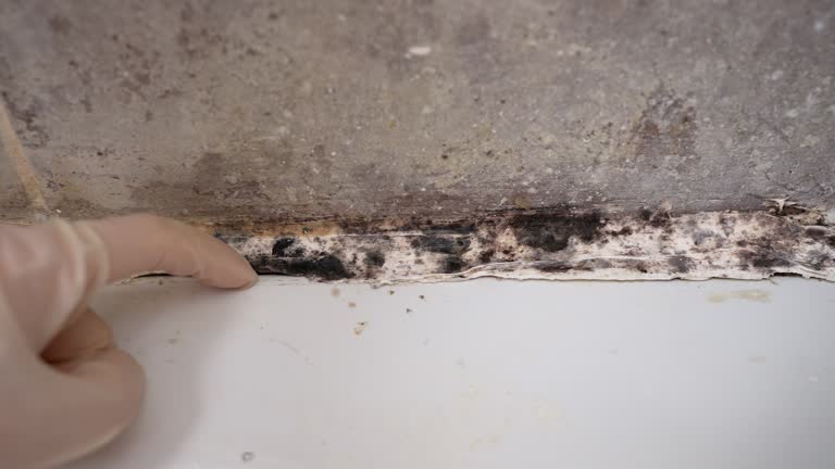 Mold Remediation for Rental Properties in Saddle River, NJ